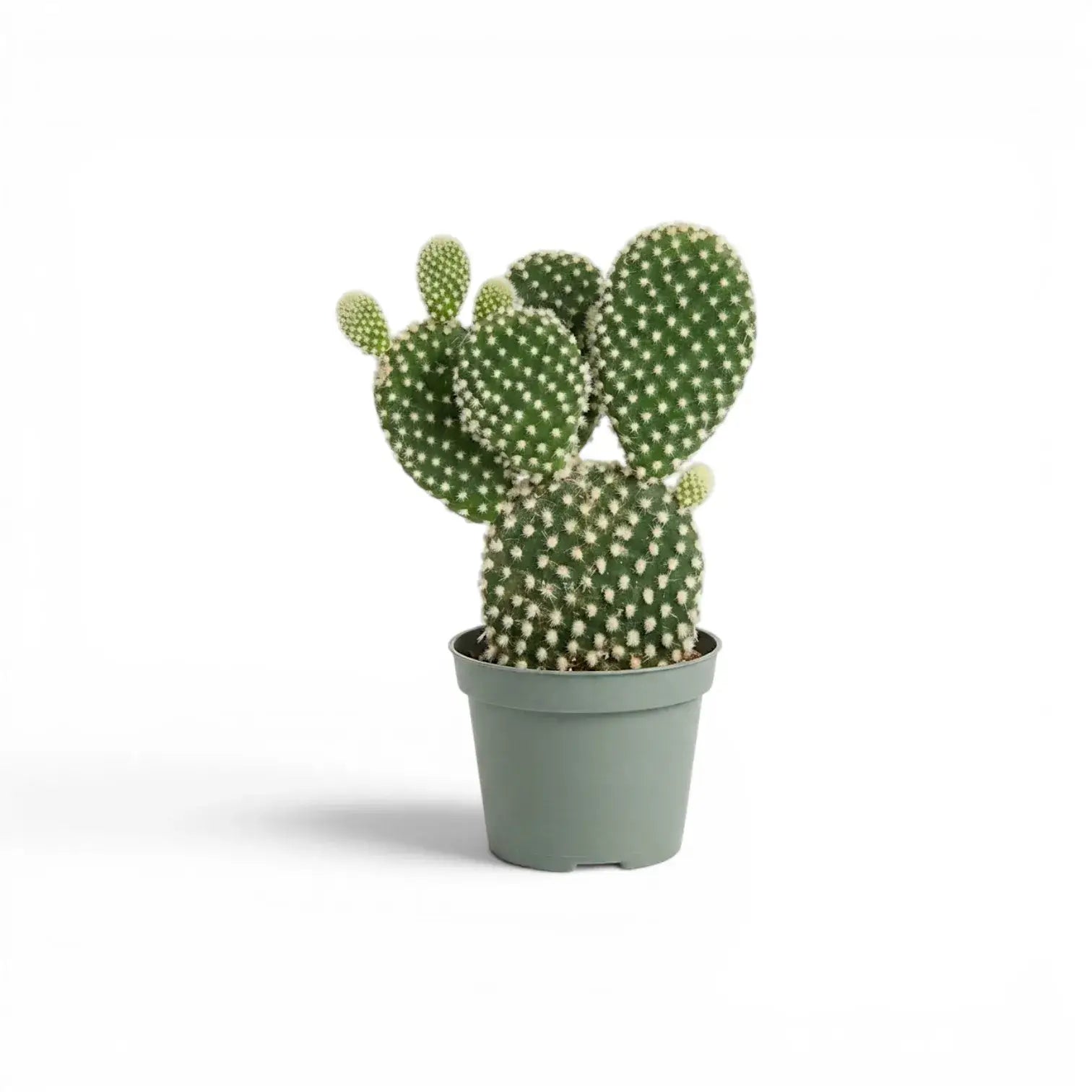 Opuntia albispina cactus in a nursery pot.