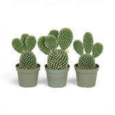 Opuntia albispina cactus in a nursery pot.