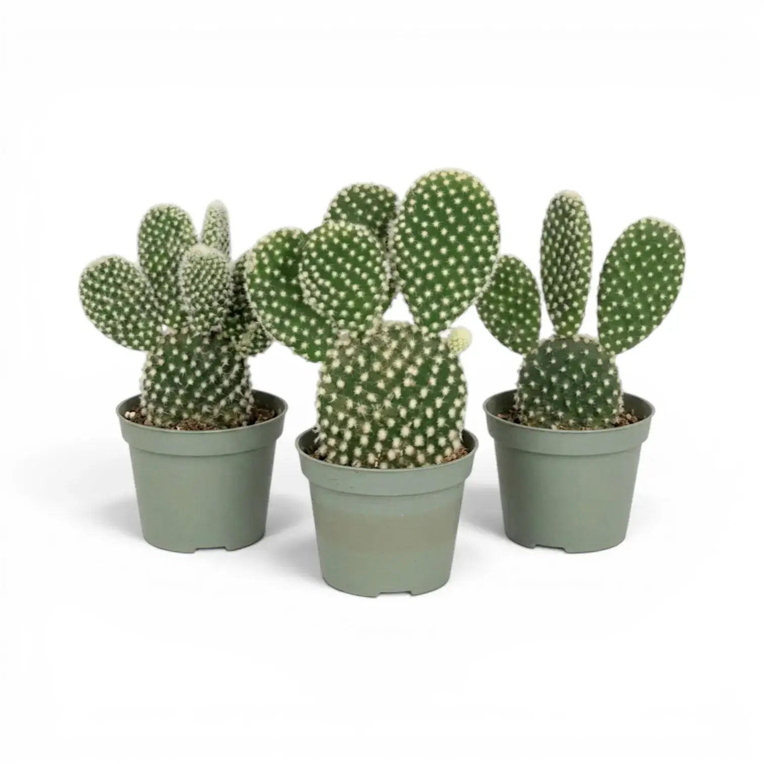 Opuntia albispina cactus in a nursery pot.