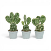 Opuntia albispina cactus in a nursery pot.