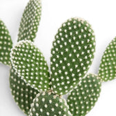 Opuntia albispina cactus pad close-up with pale glochids.