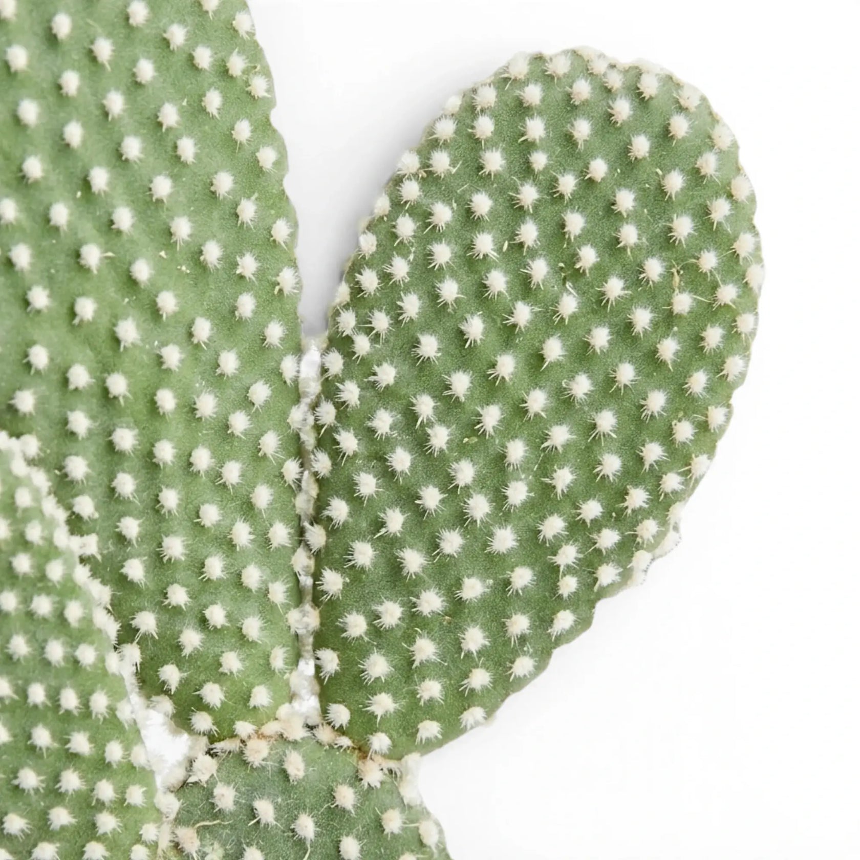 Opuntia albispina cactus pad close-up with pale glochids.