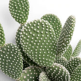 Opuntia albispina cactus pad close-up with pale glochids.