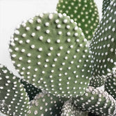 Opuntia albispina cactus pad close-up with pale glochids.