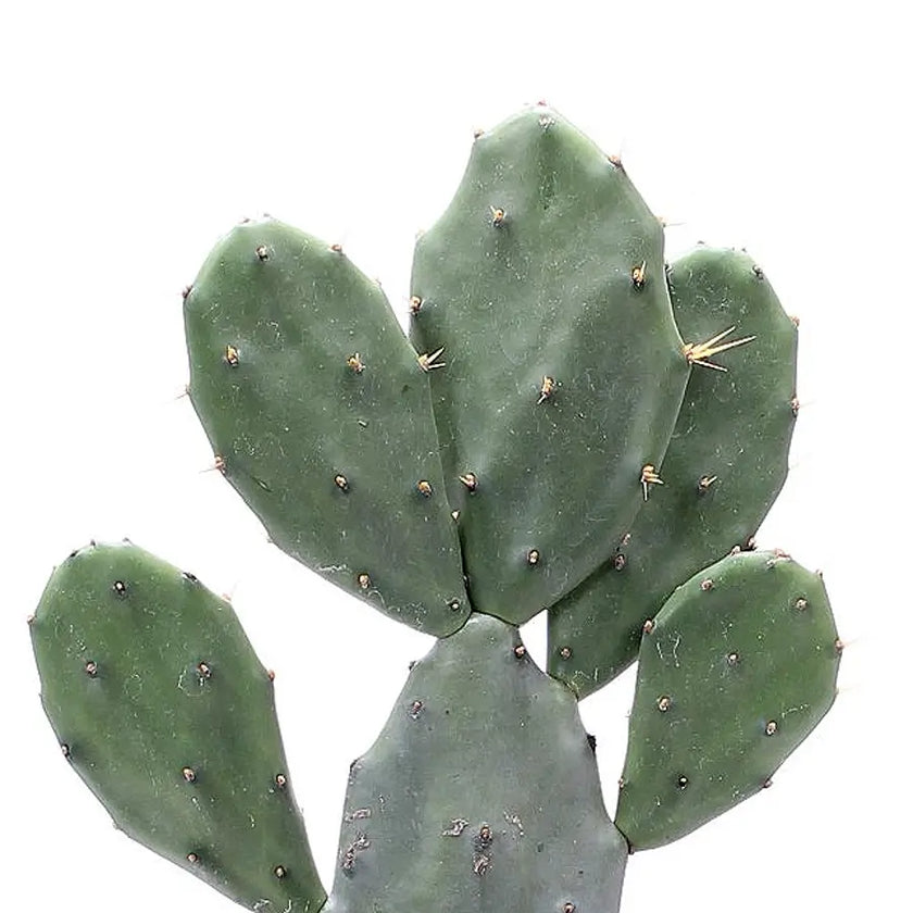 Opuntia ficus-indica leaf detail on white background.