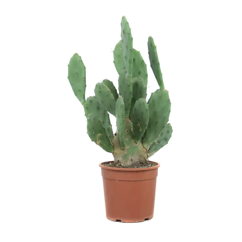 Opuntia ficus-indica potted plant in nursery pot on white background.
