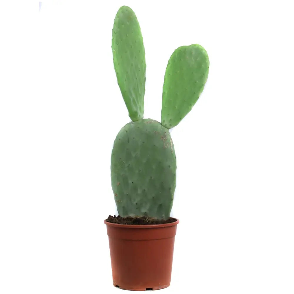 Opuntia ficus-indica potted plant in nursery pot on white background.