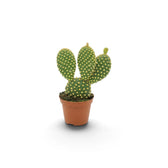 Young Opuntia microdasys cactus with upright oval pads in a terracotta pot