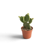 Small bunny ear cactus with rounded green pads and yellow glochid tufts