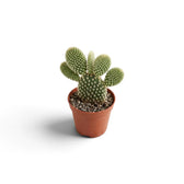 Compact Opuntia microdasys with several oval pads in a terracotta nursery pot