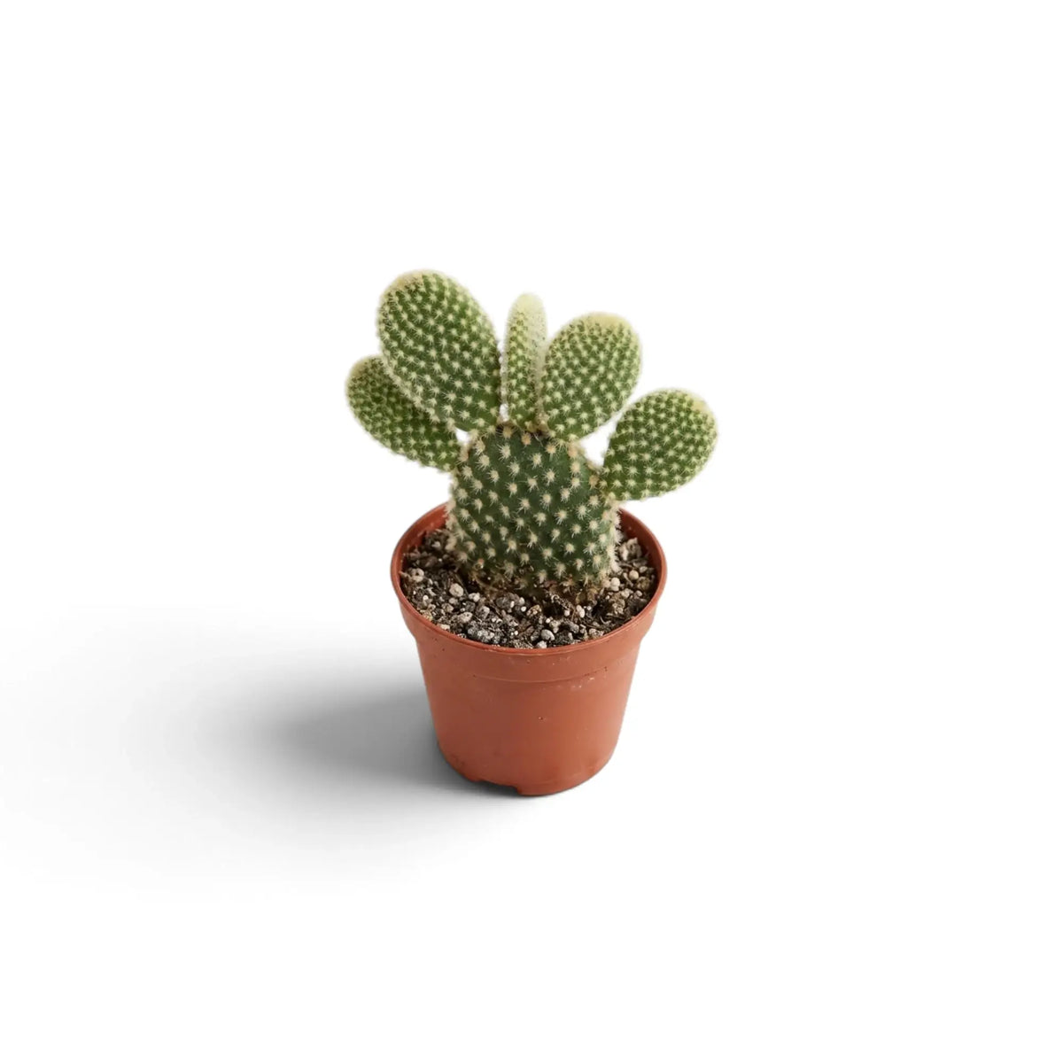 Compact Opuntia microdasys with several oval pads in a terracotta nursery pot
