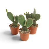 Three baby Opuntia microdasys cacti showing different arrangements of flat pads