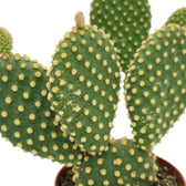 Opuntia microdasys cactus pads dotted with small golden glochid clusters