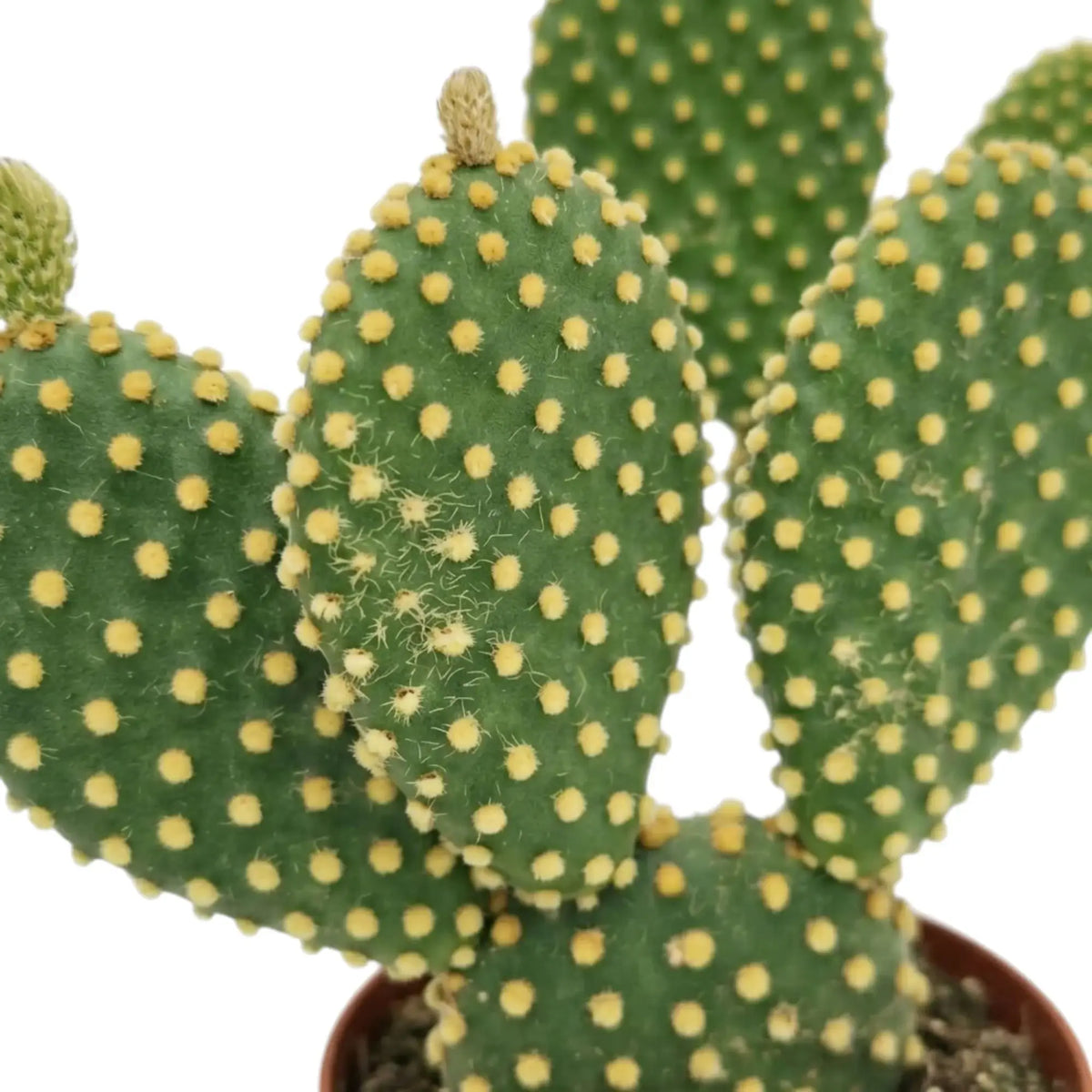 Opuntia microdasys cactus pads dotted with small golden glochid clusters