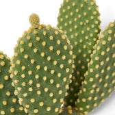 Close-up of a bunny ear cactus pad with evenly spaced yellow glochid tufts