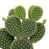 Rounded Opuntia microdasys pads with golden spots and small new growth