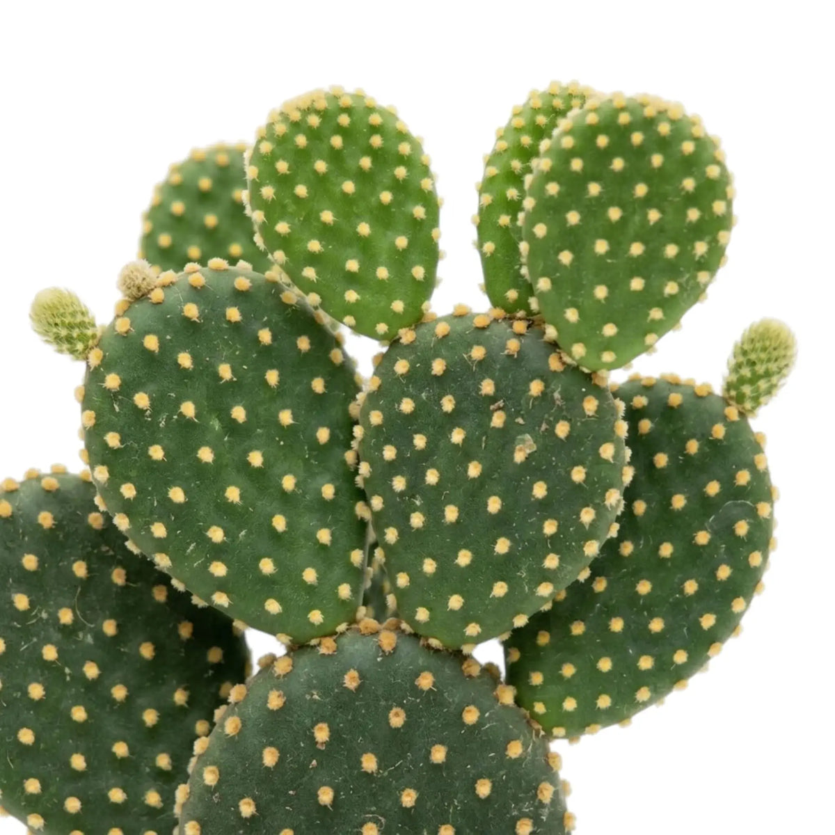 Rounded Opuntia microdasys pads with golden spots and small new growth