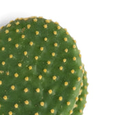 Detail of a green Opuntia microdasys pad covered in widely spaced golden tufts