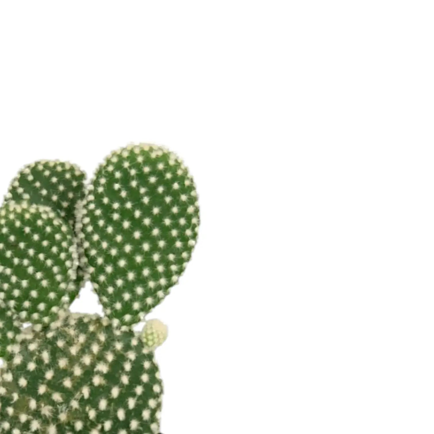 Opuntia microdasys var. albispina close-up of leaf on white background.