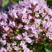 Origanum vulgare growing outdoors plant photo.