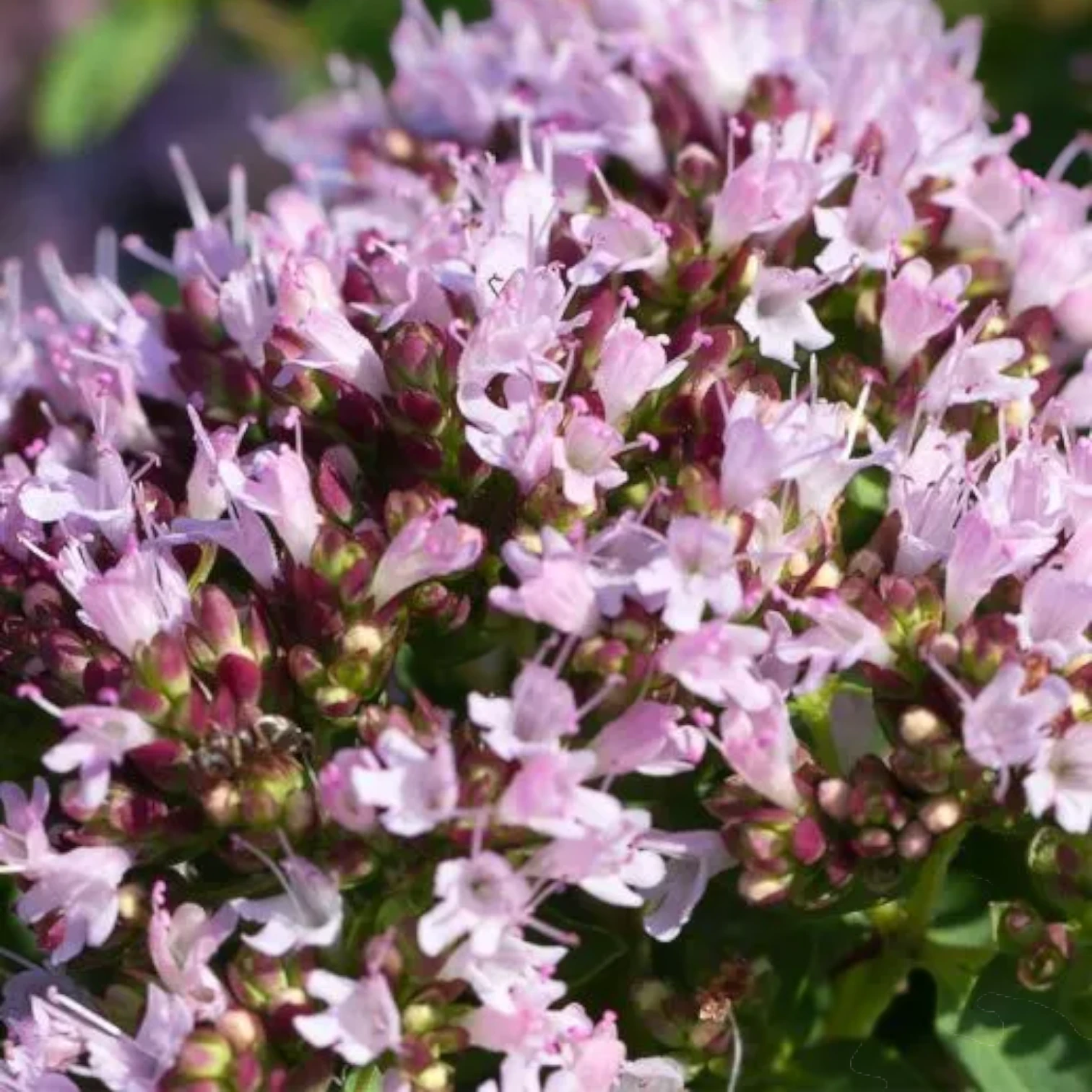 Origanum vulgare growing outdoors plant photo.