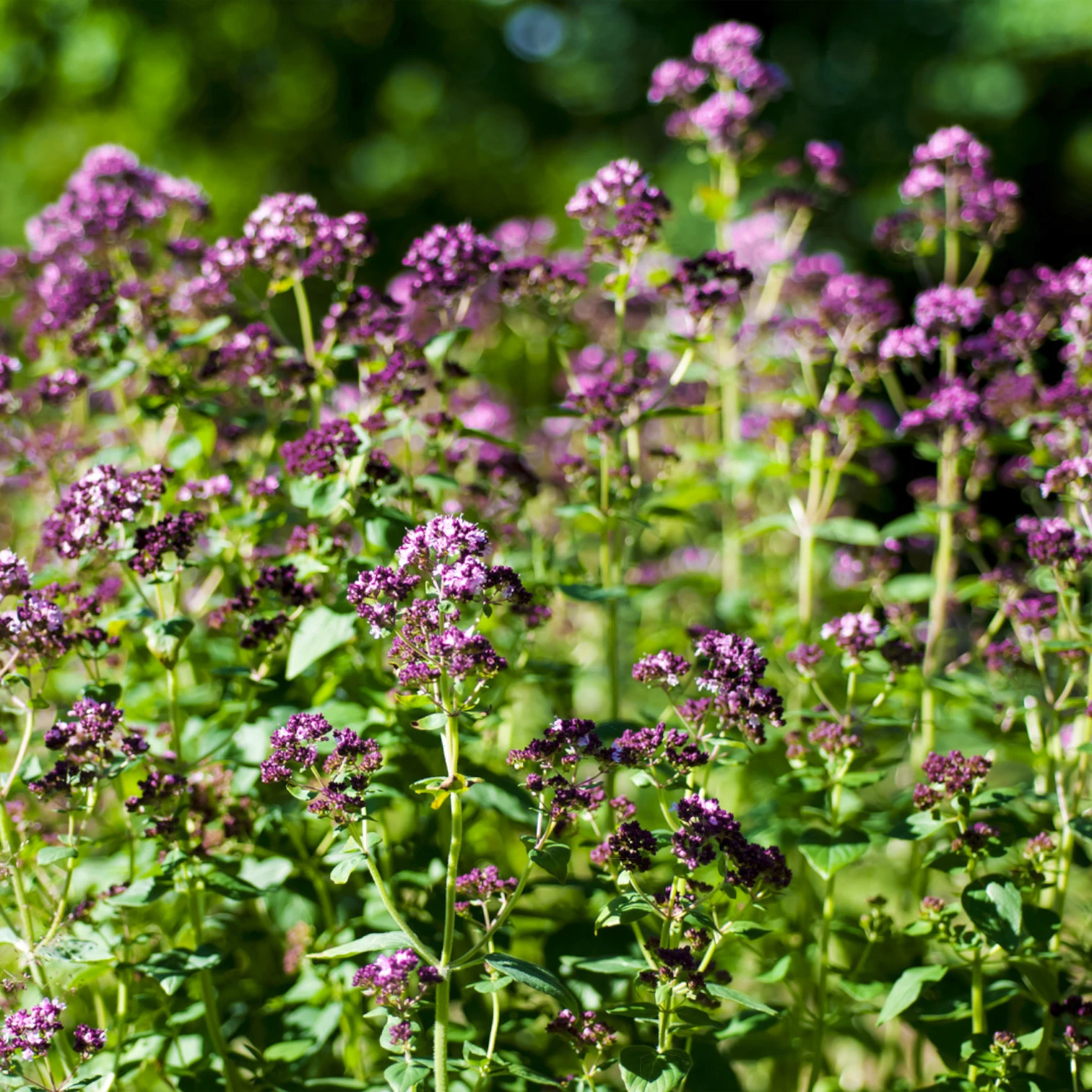 Origanum vulgare – Detailaufnahme der Pflanze.
