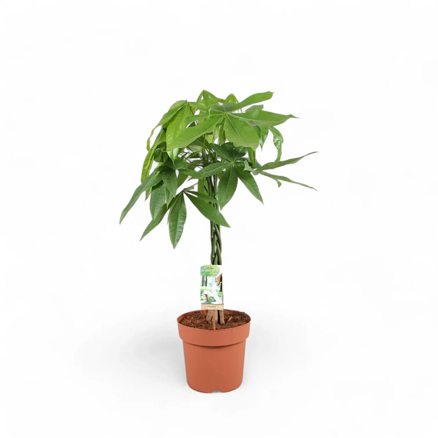 Pachira aquatica – Zimmerpflanze im Kulturtopf auf weißem Hintergrund, Produktfoto 10.
