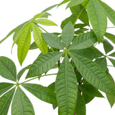 Pachira aquatica – Blattdetail mit länglichen grünen Teilblättern in handförmiger Anordnung