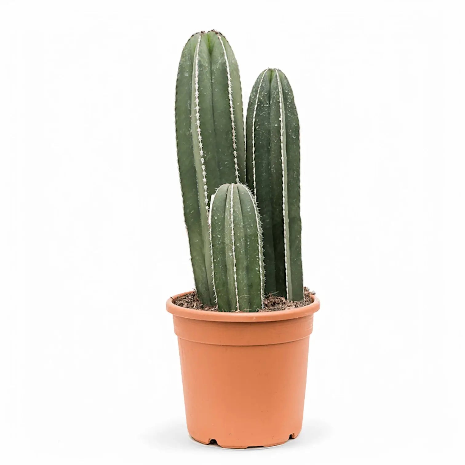Pachycereus marginatus potted plant in nursery pot on white background.