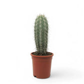 Pachycereus pringlei potted plant in nursery pot on white background.