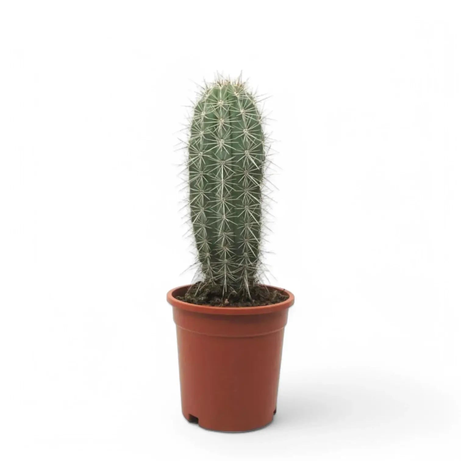 Pachycereus pringlei potted plant in nursery pot on white background.