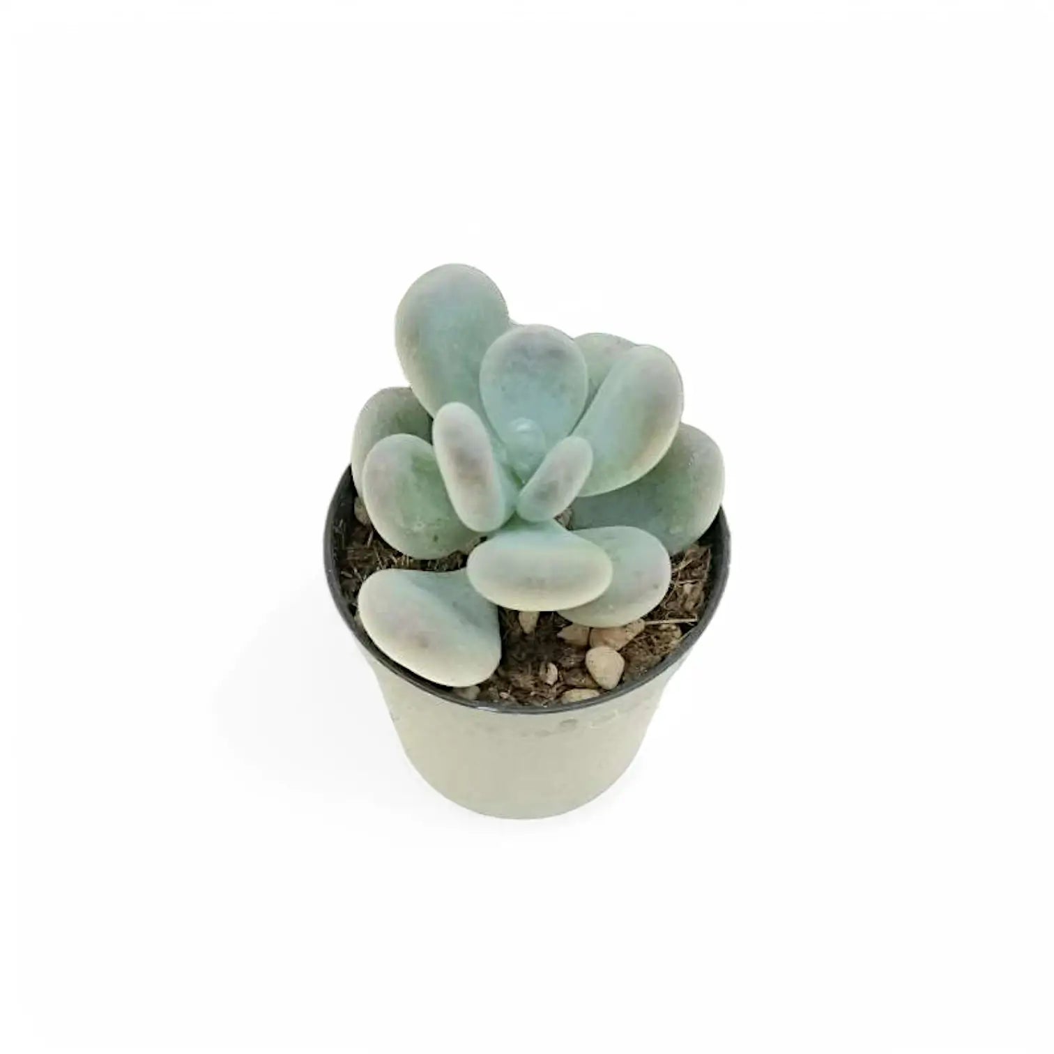 Pachyphytum bracteosum potted plant in nursery pot on white background.