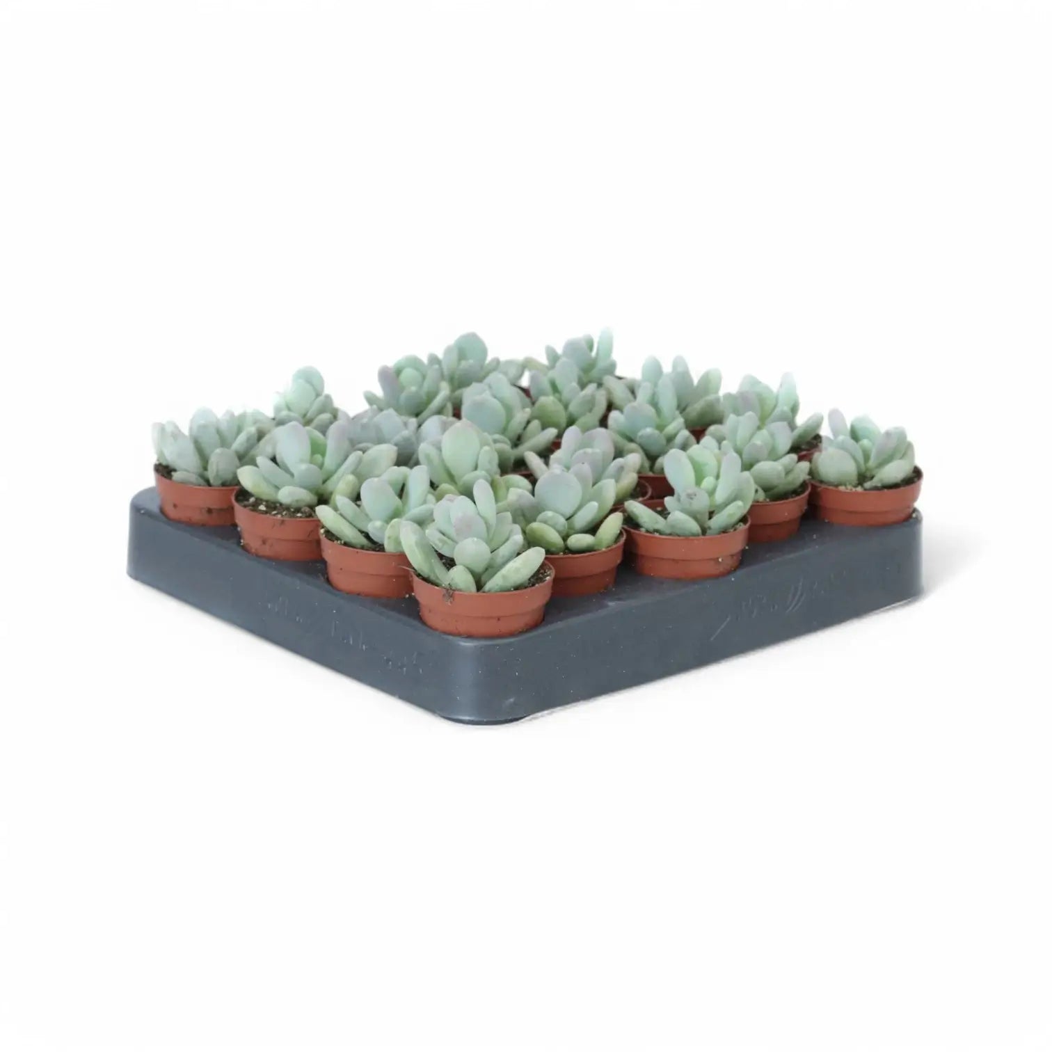 Pachyphytum bracteosum potted plant in nursery pot on white background.