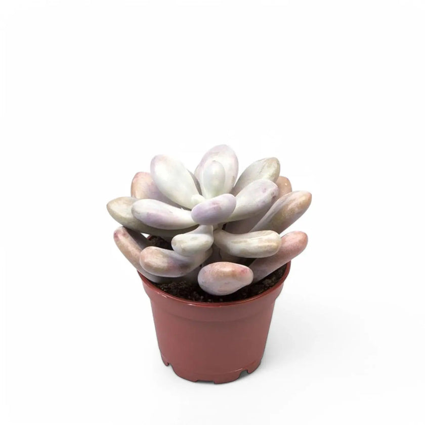 Pachyphytum oviferum 'Pink Moonstones' aka 'Pink Panther' potted plant in nursery pot on white background.