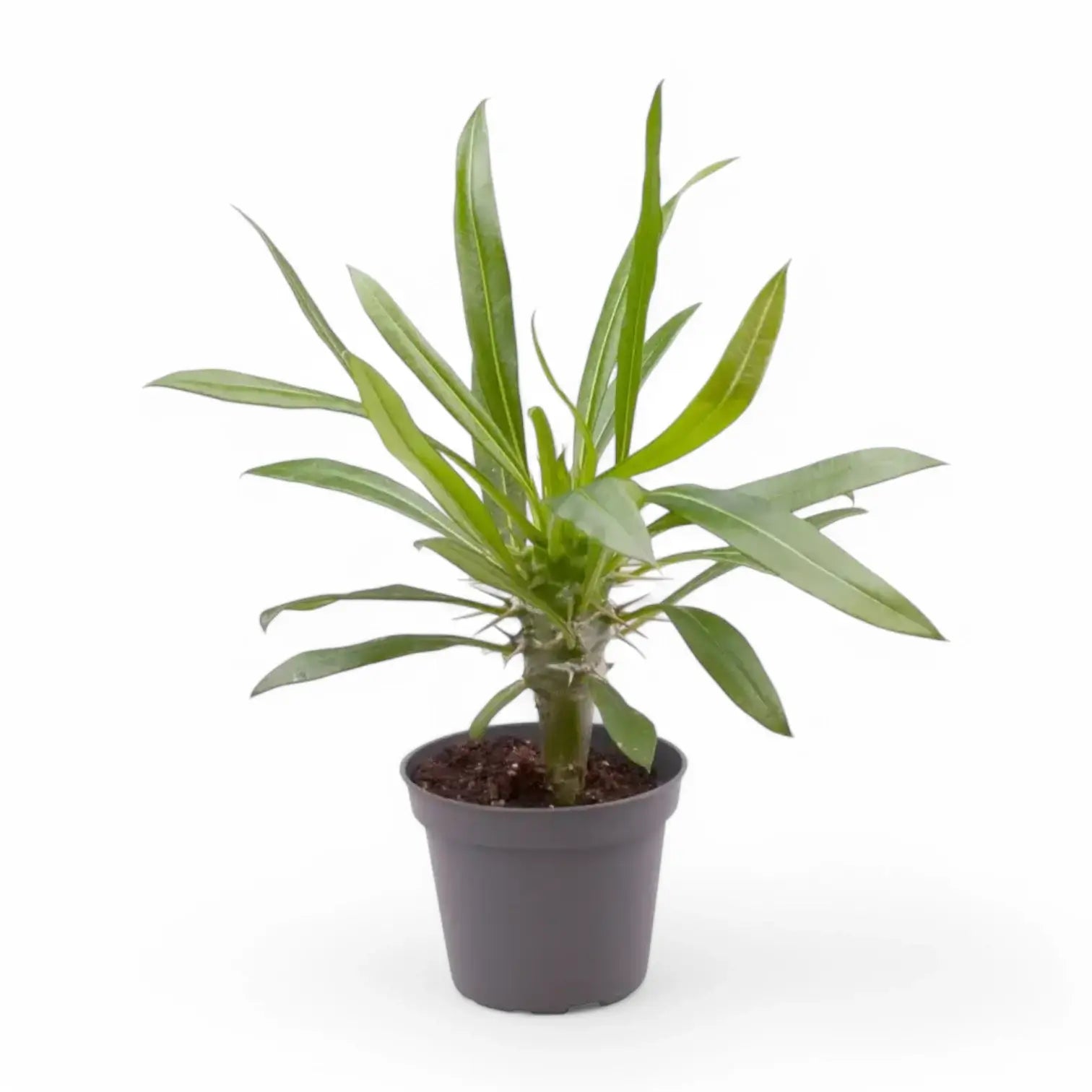 Pachypodium lamerei potted plant in nursery pot on white background.