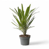 Pachypodium lamerei potted plant in nursery pot on white background.