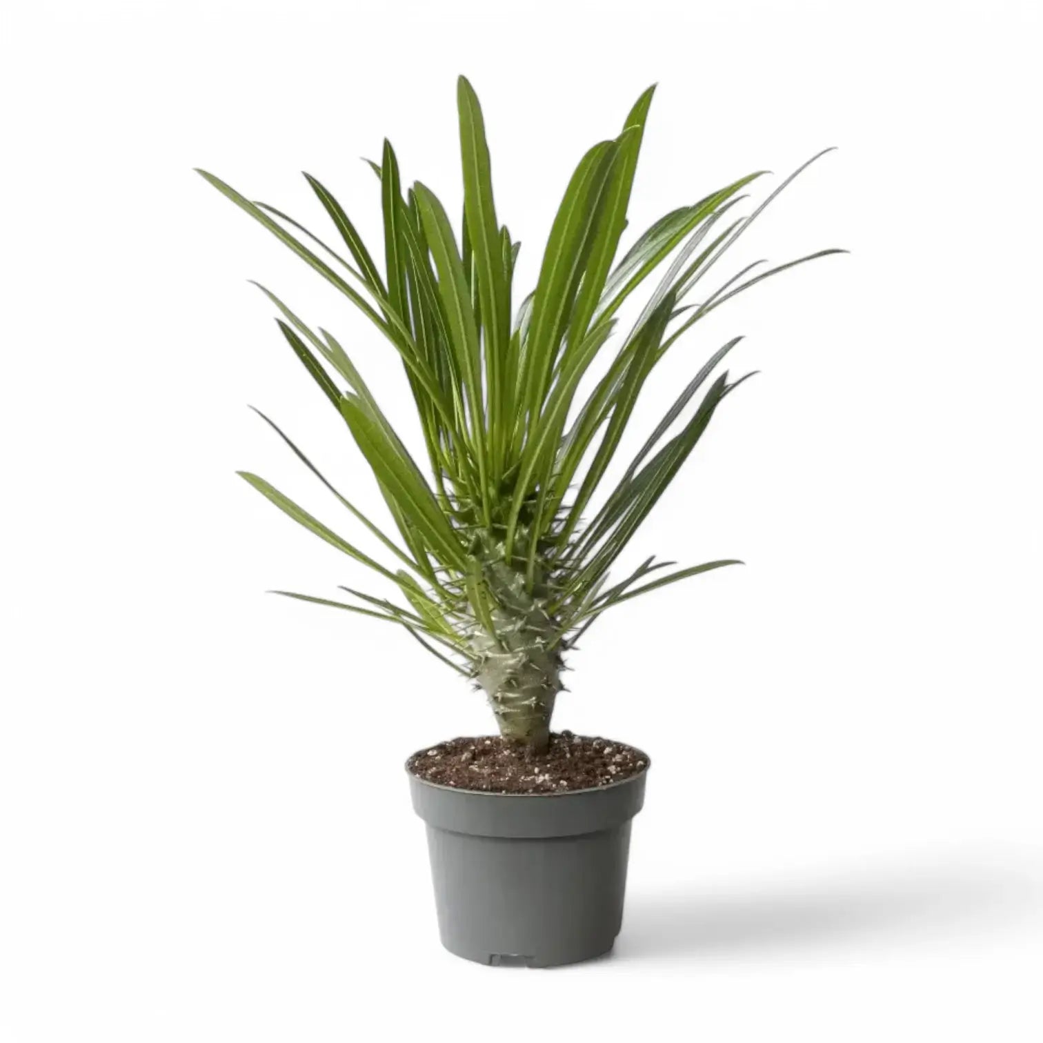 Pachypodium lamerei potted plant in nursery pot on white background.