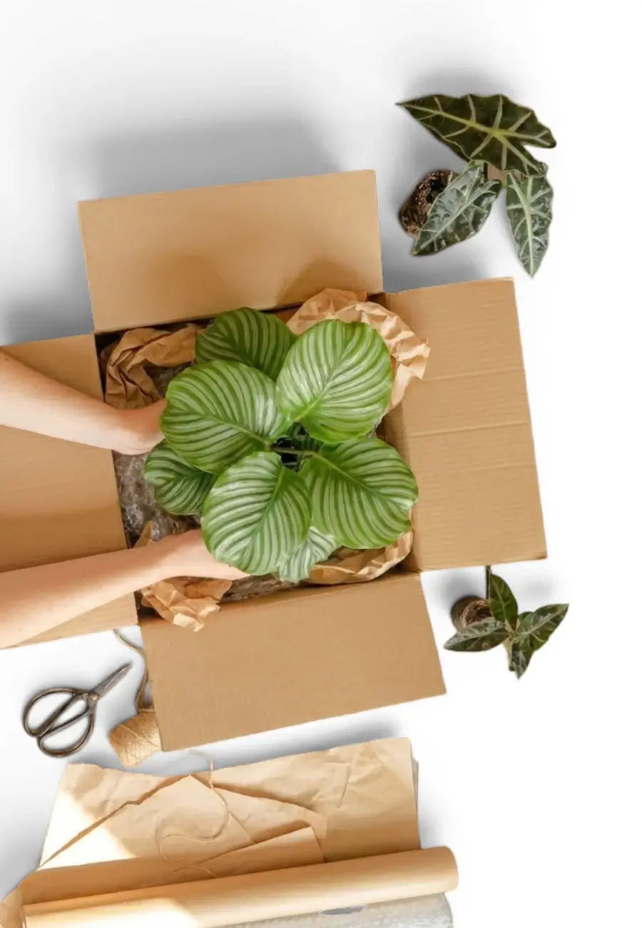 Person unpacking a box containing Calathea orbifolia plant with wrapping paper and scissors on a white background.