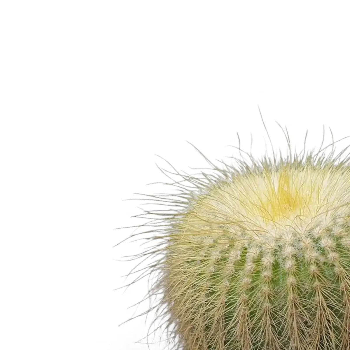 Parodia leninghausii – Golden Ball Cactus