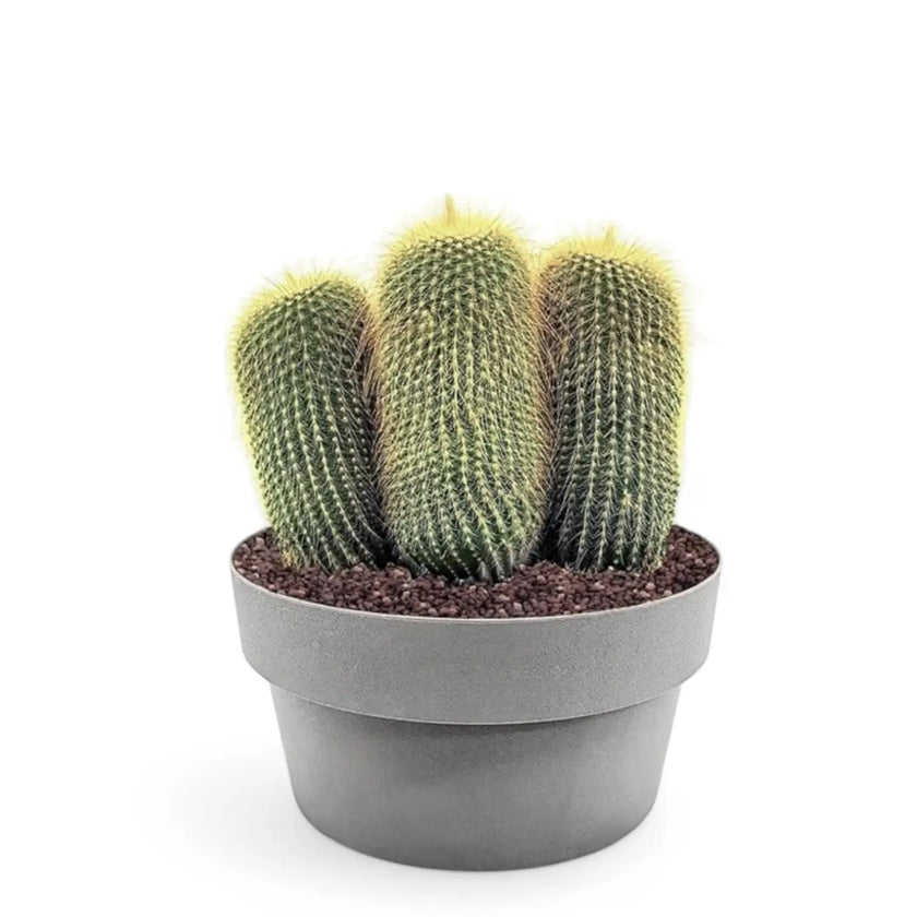 Parodia leninghausii potted plant in nursery pot on white background.