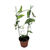 Passiflora amalocarpa potted plant in nursery pot on white background.