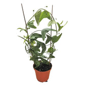 Passiflora biflora potted plant in nursery pot on white background.