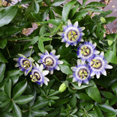 Passiflora caerulea – Nahaufnahme.