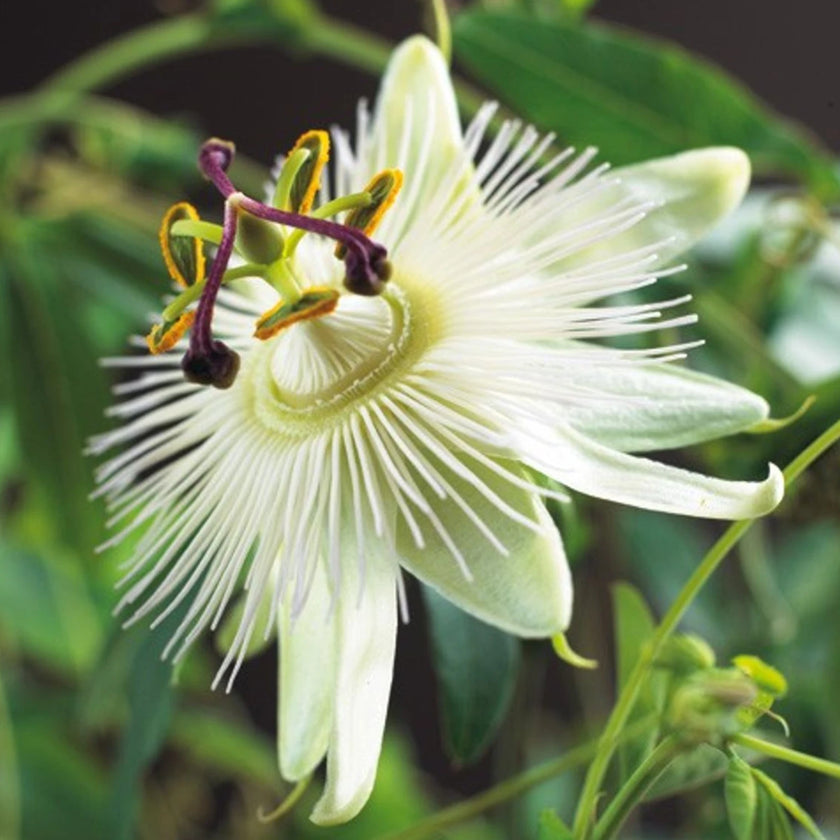 Passiflora caerulea 'Constance Elliott' detail shot.