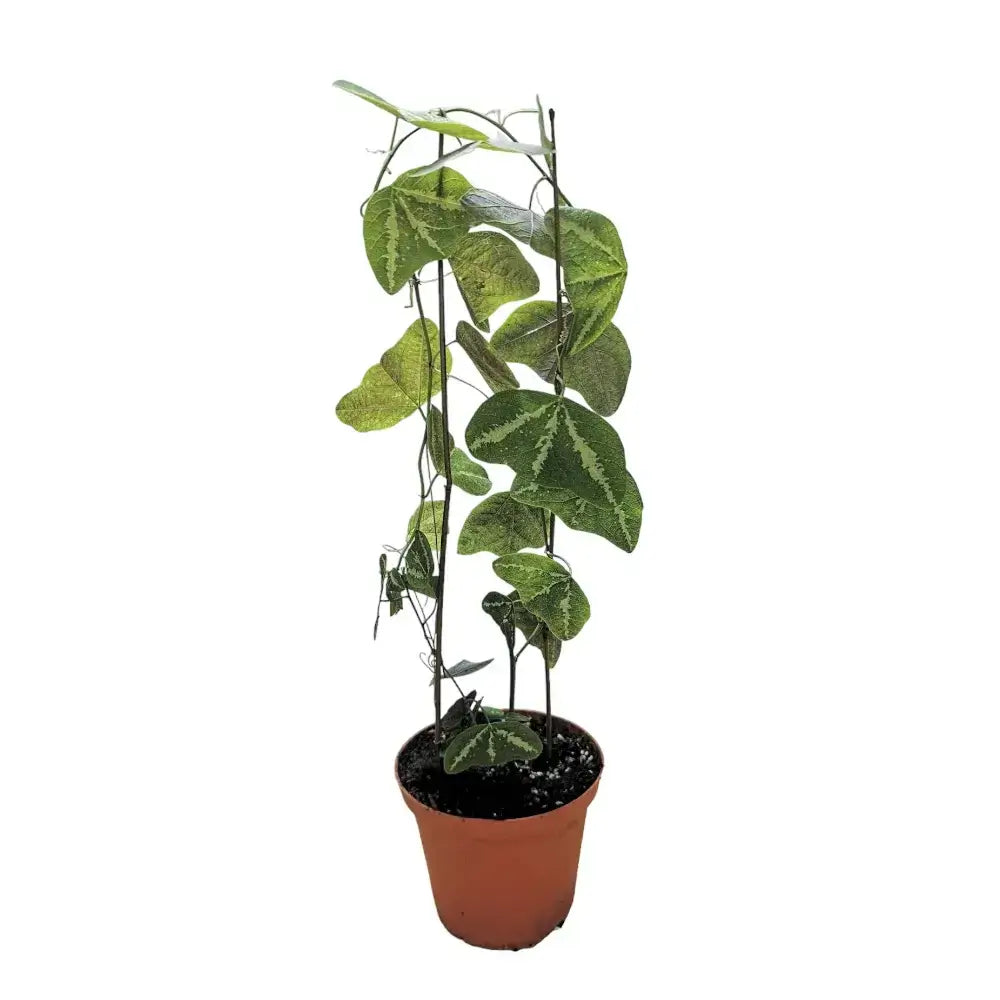 Passiflora organensis 'Mariana' potted plant in nursery pot on white background.