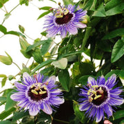 Passiflora 'Purple Haze' close-up detail.