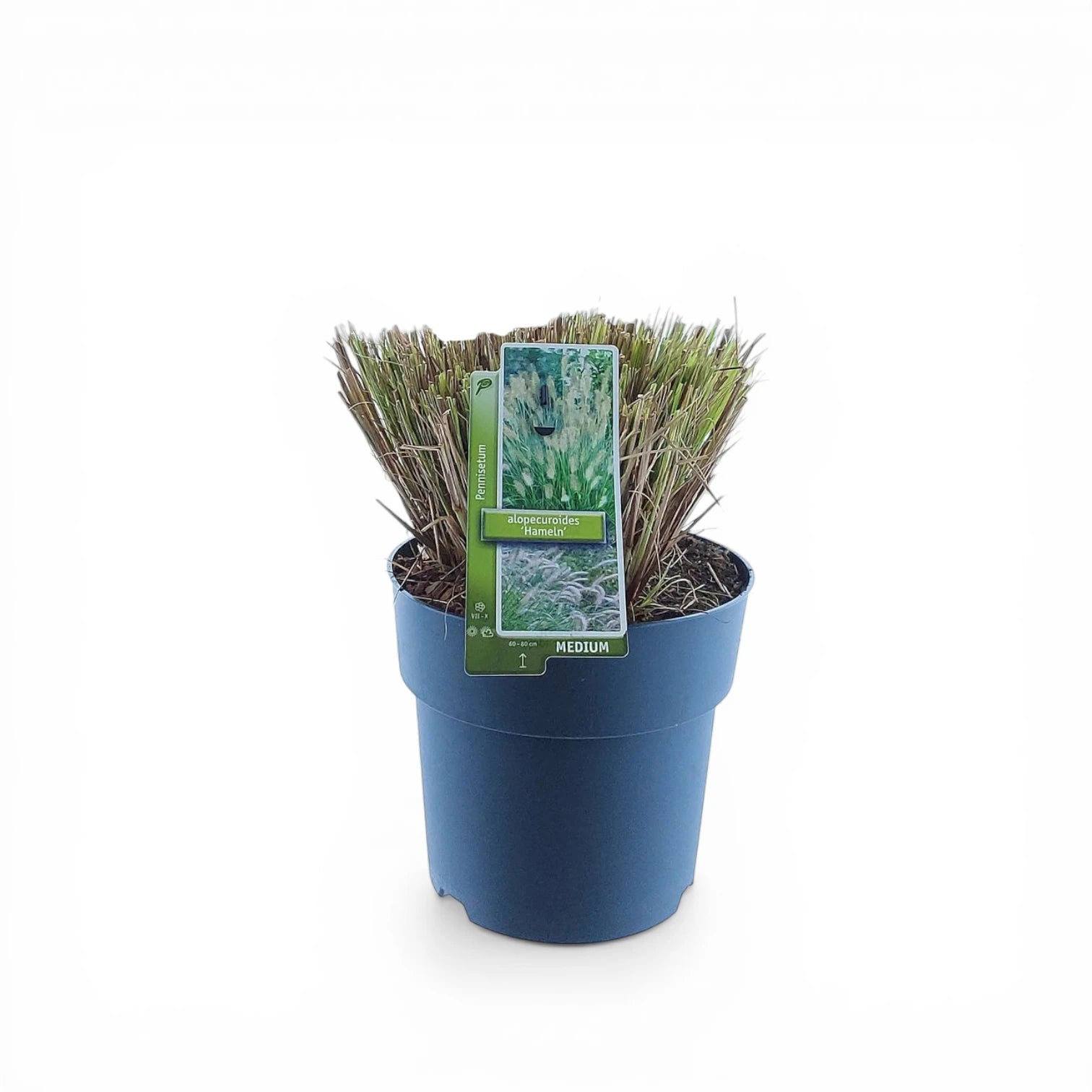 Pennisetum alopecuroides 'Hameln' – Nahaufnahme.