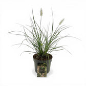 Pennisetum alopecuroides 'Hameln' close-up detail.