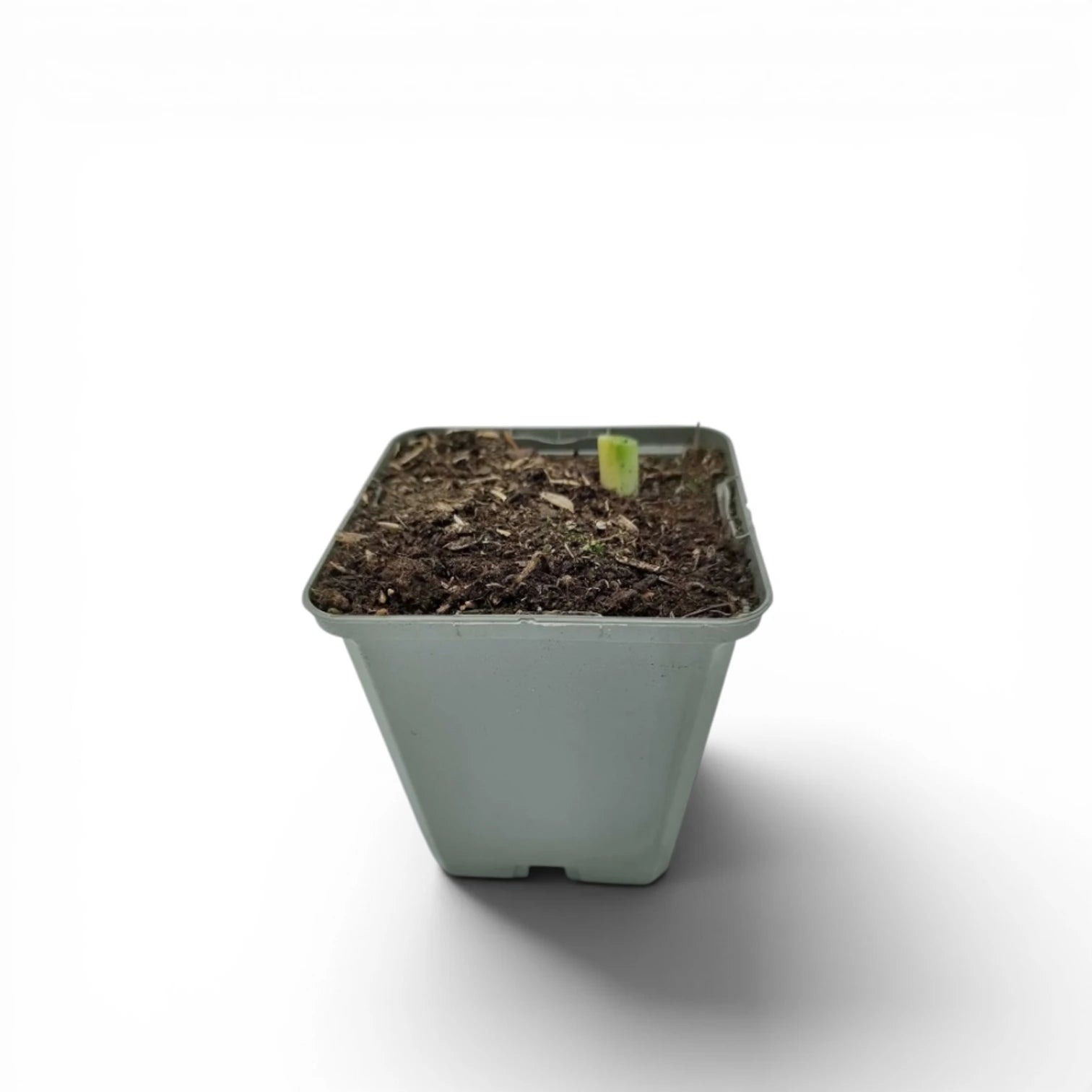 Pennisetum alopecuroides 'Hameln' plant detail.