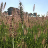 Pennisetum alopecuroides 'Hameln' plant detail.